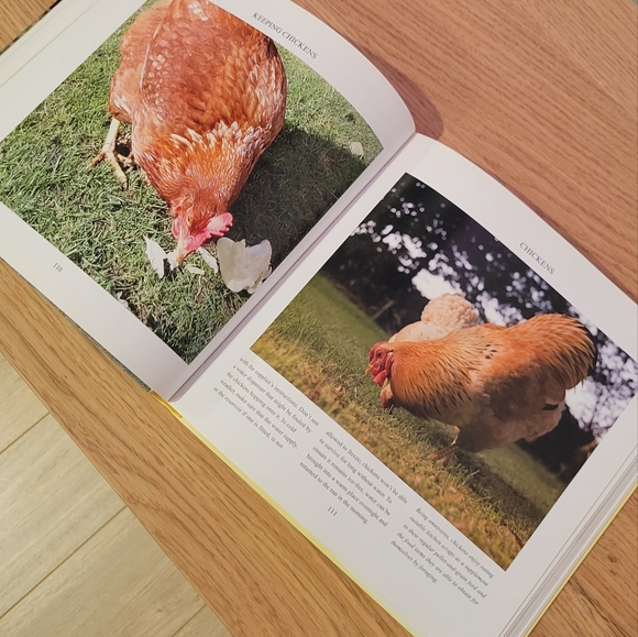 Chickens by Derek Hall - Picture 2 of 2